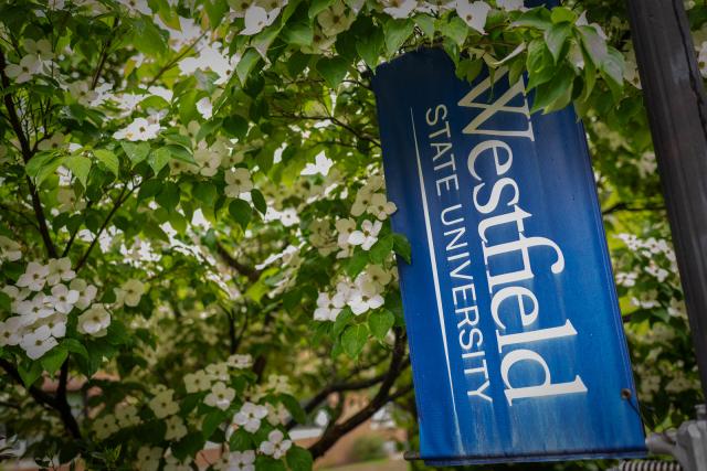 White flowering dogwood tree with Westfield State University flag banner in front of it.